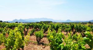 excursiones desde Bot