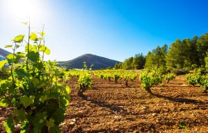 excursiones desde Bullas